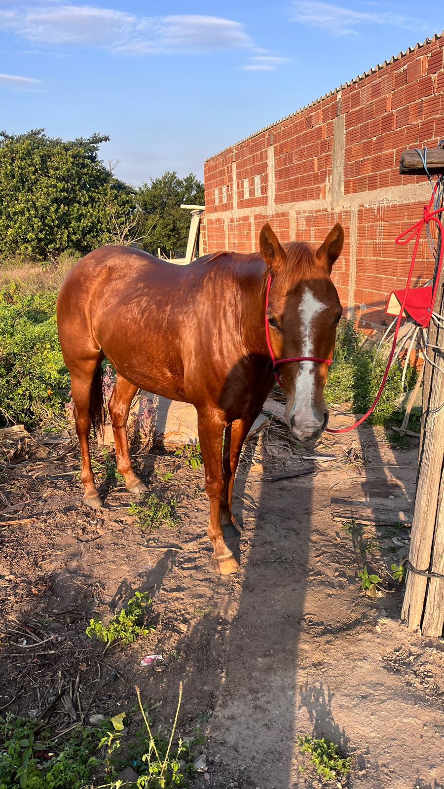 SEM REGISTRO - Quarto de Milha